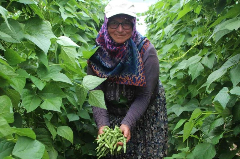  Ünlü ’Pazaryeri boncuğu’ fasulyesinin hasadına başlandı
