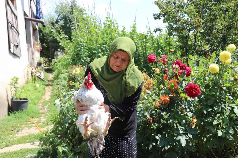 Köylülerin hayvanlarını telef eden köpekler korku salmaya devam ediyor
