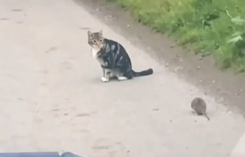  Kedi fareyle değil, fare kediyle oynadı
