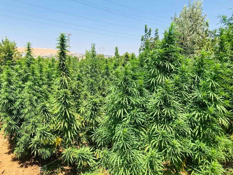 Jandarma baskın yaptı, çiftlik evi uyuşturucu evi çıktı
