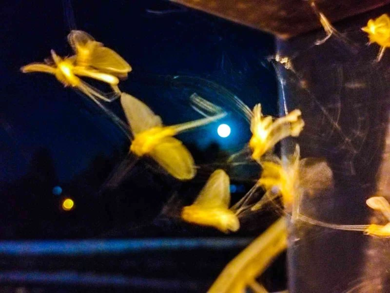 Ardahan’da kelebeklerin 