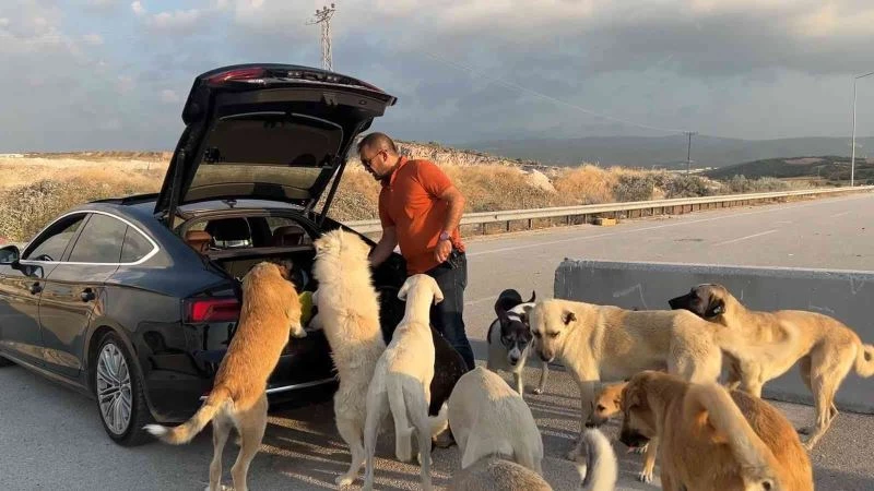 Bu köpekler çok şanslı...Milyonluk arabaya binip ciğer yiyorlar
