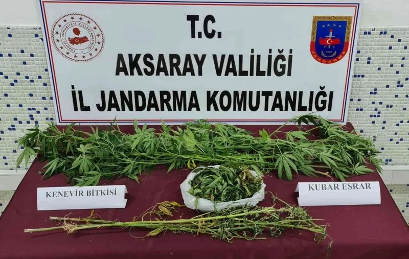 Bahçesinde kenevir yetiştirip satan şüpheli yakalandı
