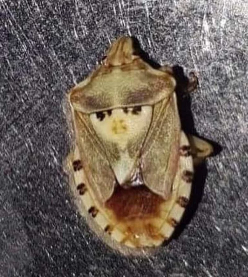 Sırtındaki şekil kadın figürünü andıran böcek çiftçiyi şaşırttı
