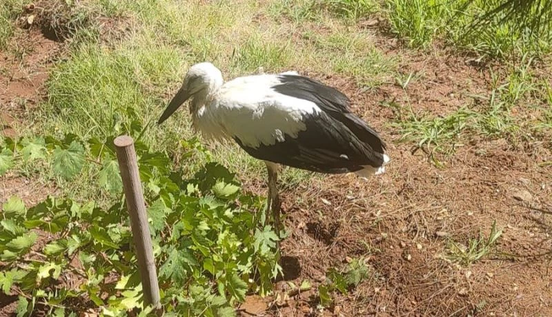 Bitkin halde bulunan tilki ve leylek tedavisinin ardından doğaya salındı
