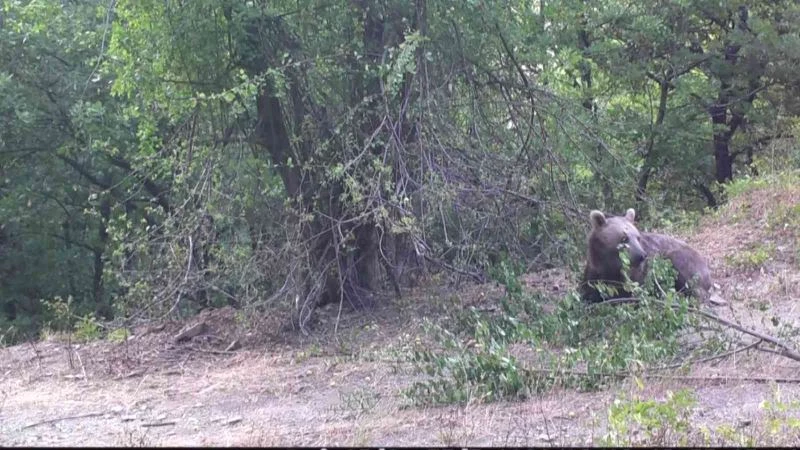 Boz ayının erik yediği anlar foto kapanla görüntülendi
