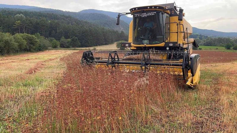 Çölyak hastalarının aradığı karabuğdayın hasadına başlandı

