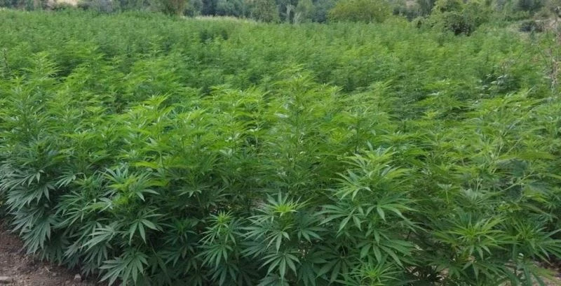 Eren Abluka-34 operasyonunun ilk üç gününde 10 milyon kök kenevir ve 800 kilogram esrar ele geçirildi
