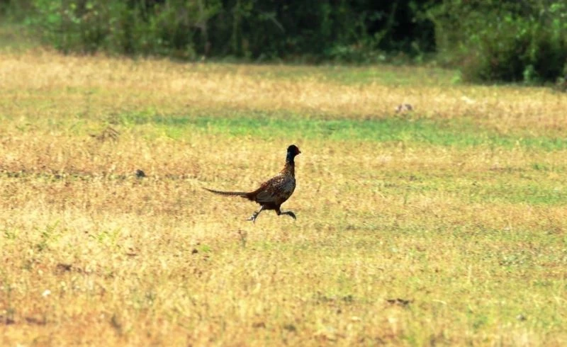 Tabiata 323 bin 721 sülün
