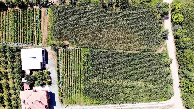Geçtiğimiz yıl para kazandırdı, ekmeyen kalmadı
