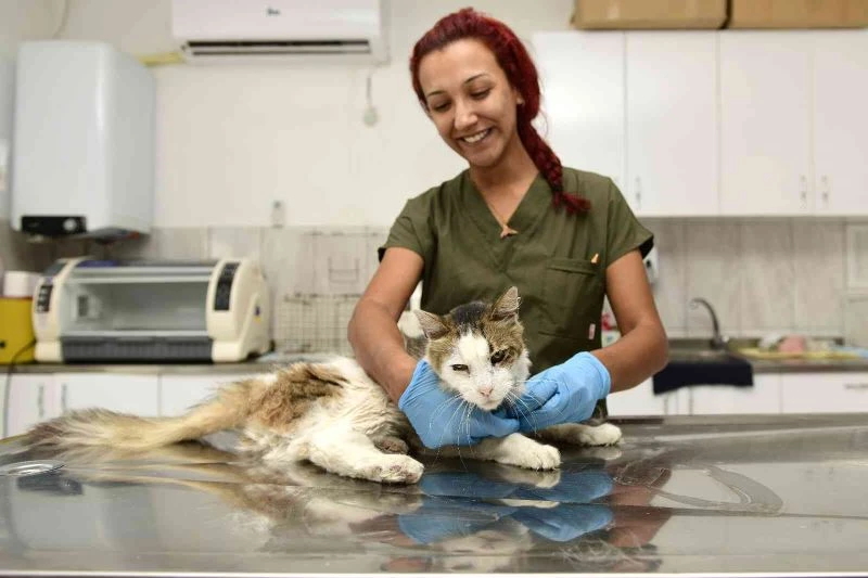 Zehirlenen sokak kedisi hayata tutundu
