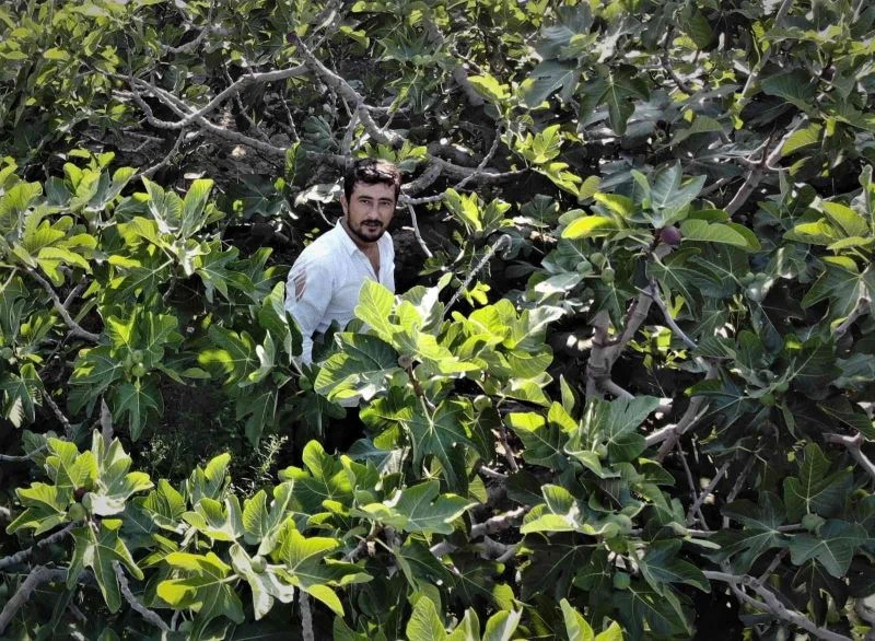 Dünyaca ünlü siyah incirde hasat başladı
