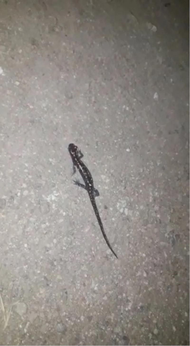 Gümüşhane’de nesli tükenmekte olan ’Kafkas semenderi’ görüntülendi
