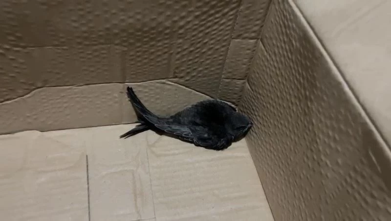 İlk başta kırlangıç sandı, araştırıp öğrenince yoğun duygular yaşadı
