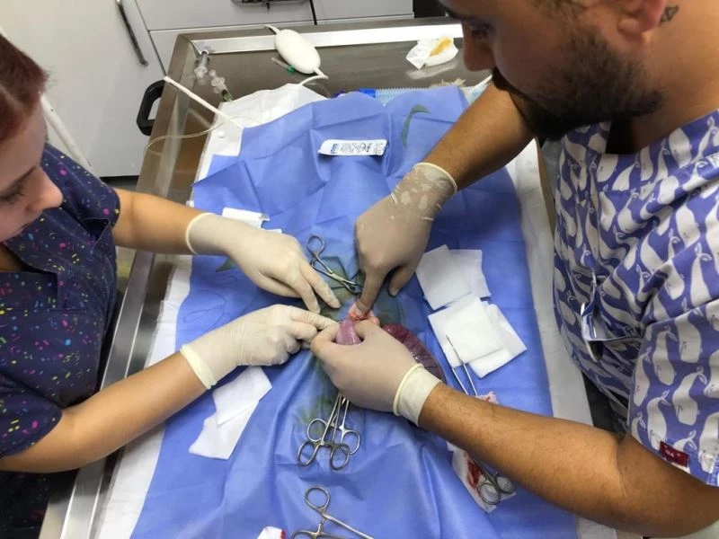 Yeme içme bozukluğu yaşayan köpeğin rahminden bir kiloluk iltihap çıkarıldı
