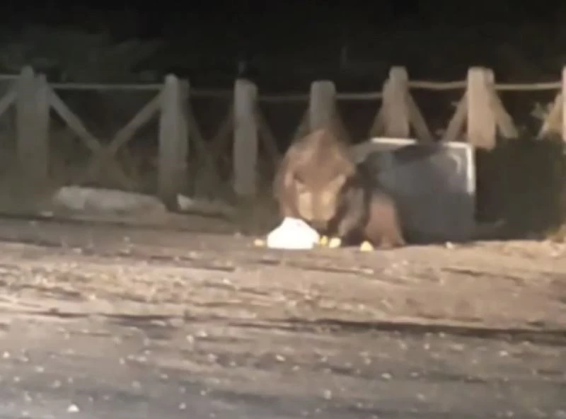 Uludağ’da aç kalan ayı oteller bölgesine geldi
