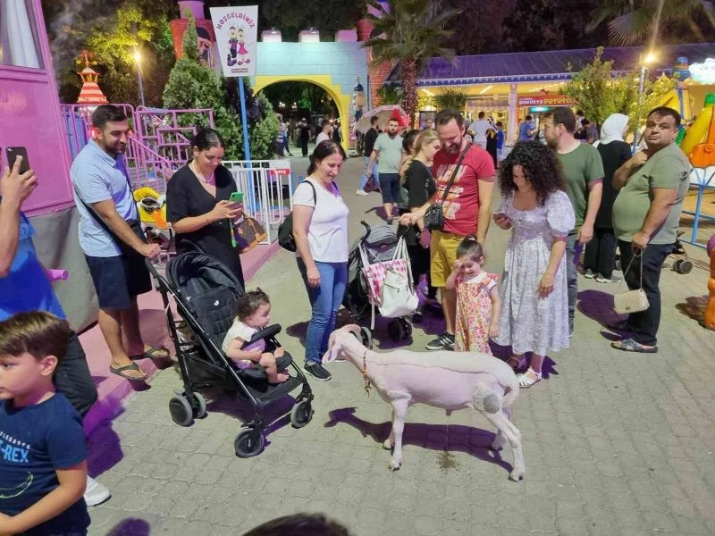 Sahibiyle lunaparka giden kuzu ilgi odağı oldu
