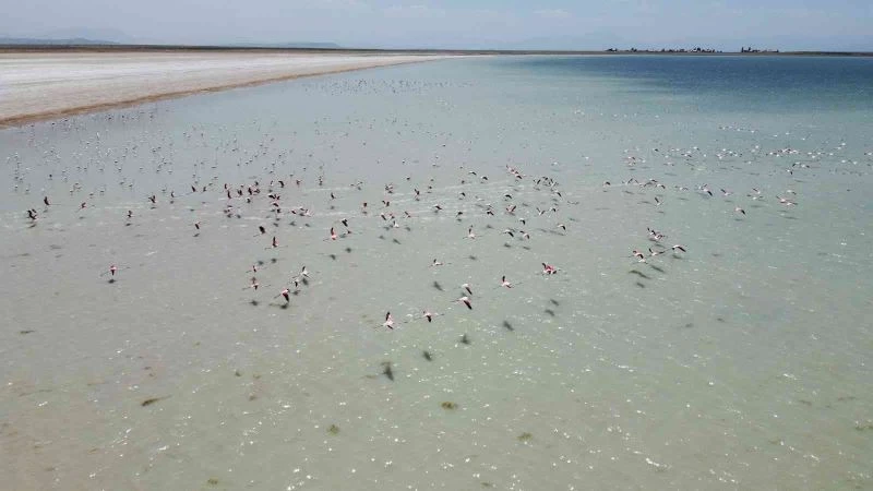 Arin Gölü’nün renkli misafirlerine büyük ilgi
