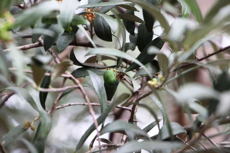 Tarihi Trabzon’da milattan önceye dayanıyor ama bugünlerde adı var kendisi yok

