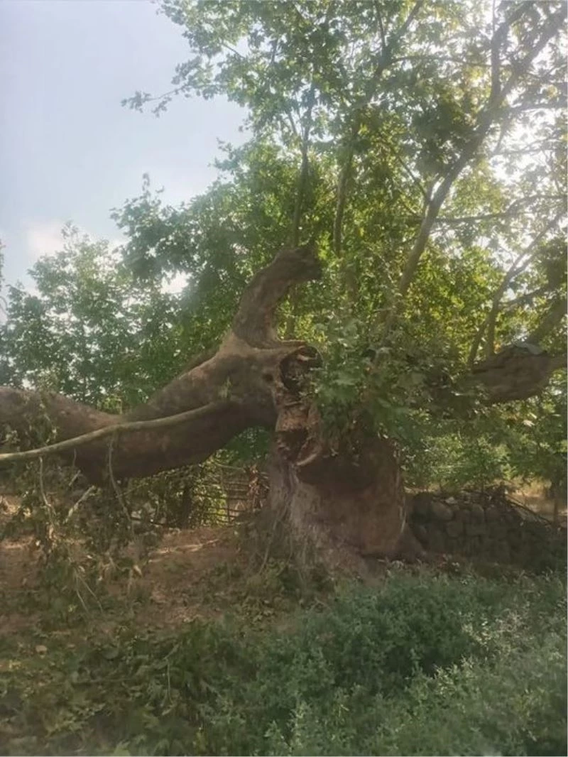 Kayalar Köyündeki 600 yıllık tarihi çınar yıkıldı
