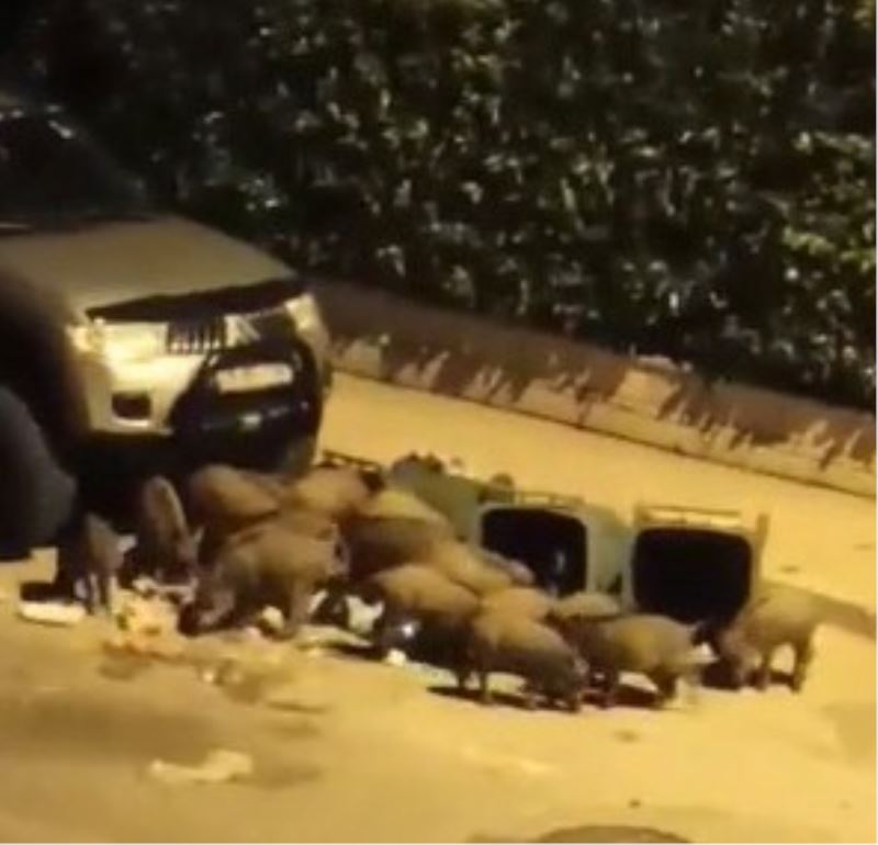 Aç kalan domuzlar kent merkezindeki çöpleri talan etti
