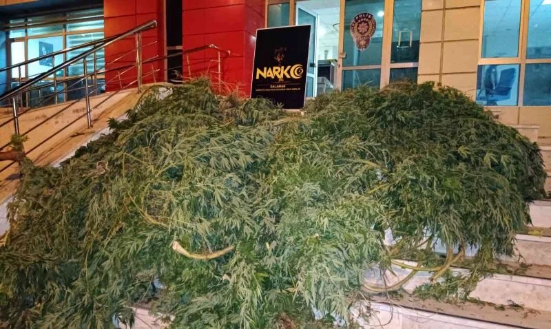 Dalaman polisinden seraya uyuşturucuya baskını
