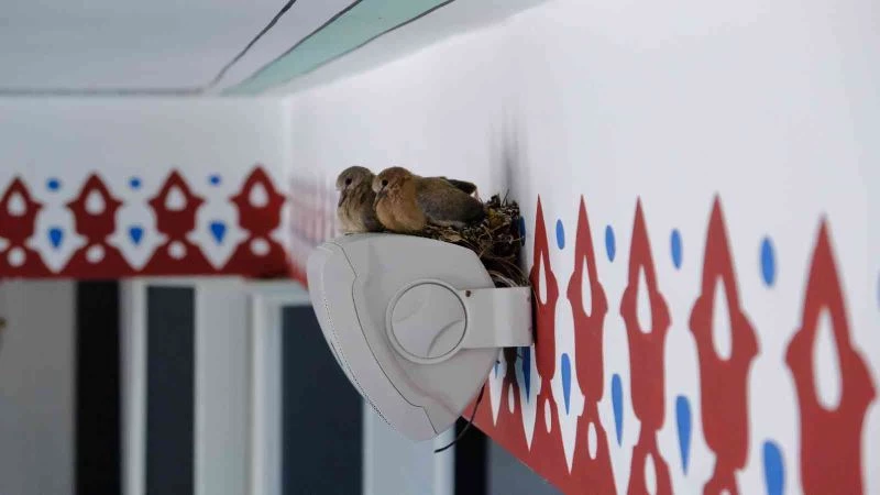 Camiyi mesken tutan kumrular yuvalarını hoparlörlerin üzerine inşa ediyor
