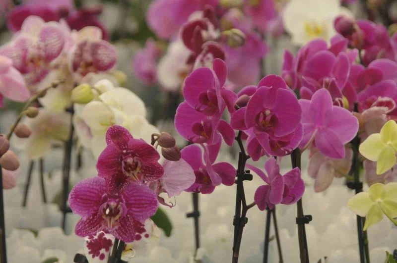 Rusya, ‘orkide’ rotasını Yalova’ya çevirdi
