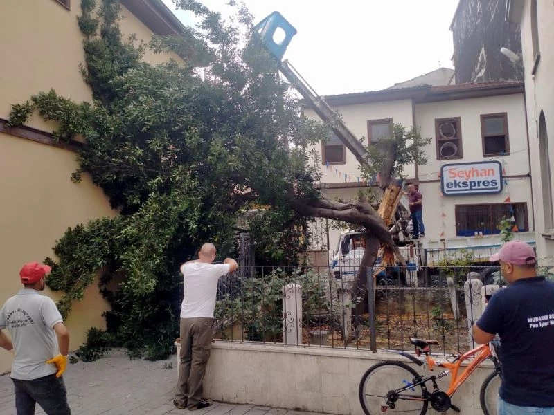 Mudanya’da yıldırım türbe içindeki ağacı ikiye böldü
