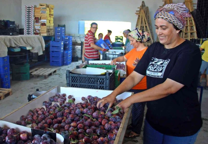 Aydın’da ’Japon eriği’ mesaisi sürüyor
