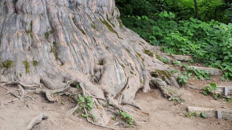 4118 yaşındaki Porsuk ağacı ihtişamıyla göz dolduruyor
