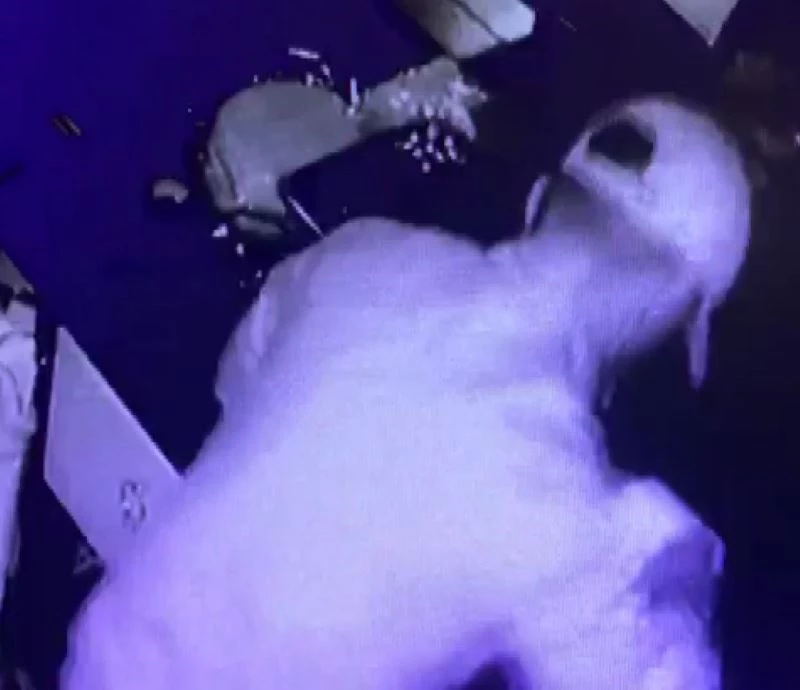 Kafeye giren hırsız sadaka kutusu çaldı
