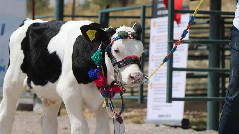 Çameli’nde buzağı, domates ve fasulyenin en güzelleri seçildi
