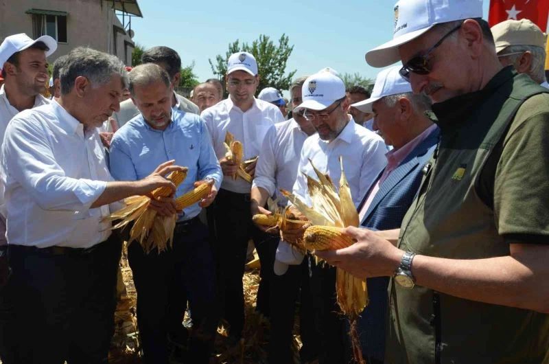 Amik Ovası’nda mısır hasadı başladı
