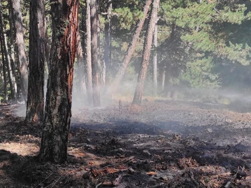 İşçilerin dikkati orman yangınını önledi
