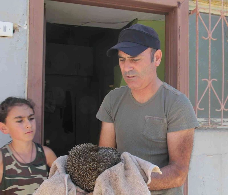 Alevlerin arasında kalan kirpi son anda kurtarıldı
