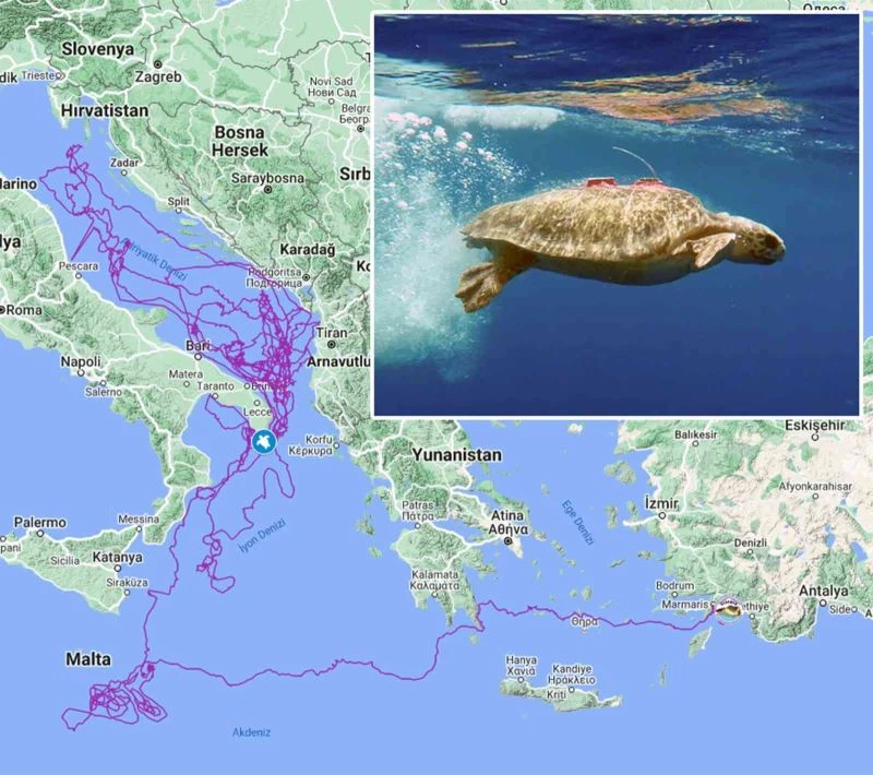 Caretta Caretta ’Tuba’, 3 yılda 17 bin 500 kilometre yol kat etti
