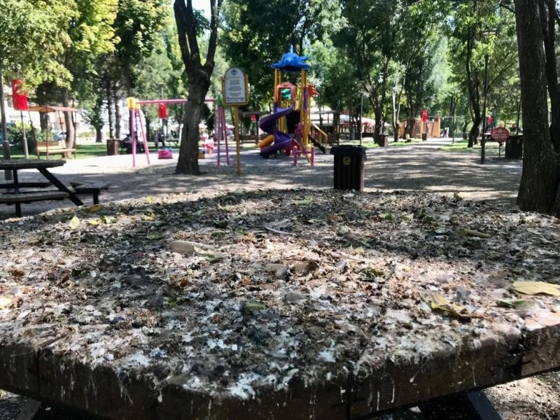 Kuş dışkıları bu hale getirdi
