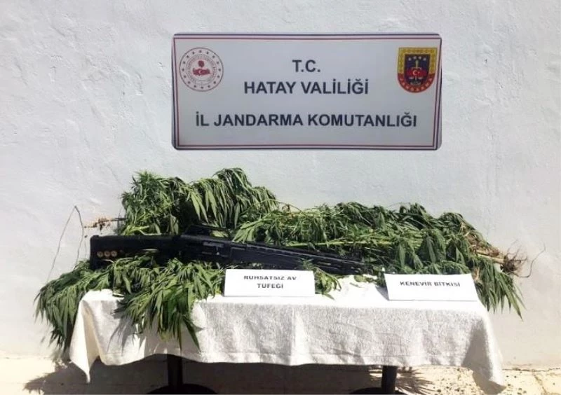 Hatay’da zeytin bahçesine kenevir eken kişi gözaltına alındı