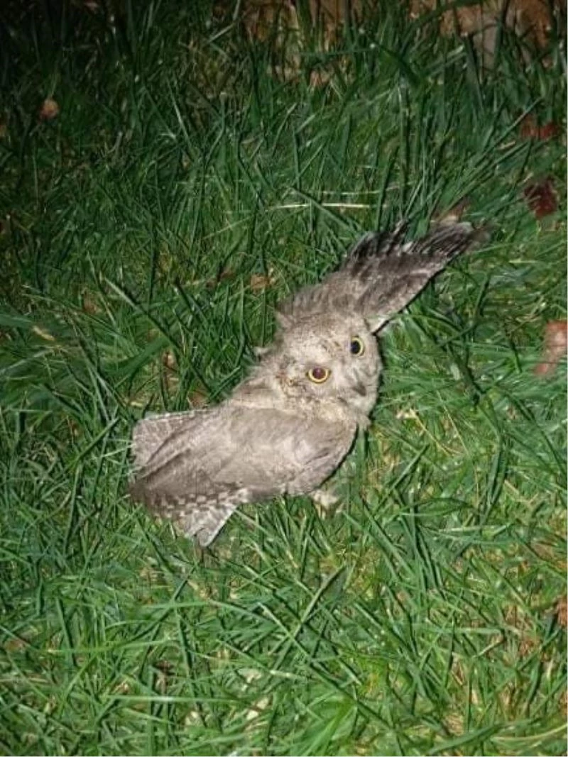 Kedinin ağzından alınan baykuş doğaya bırakıldı
