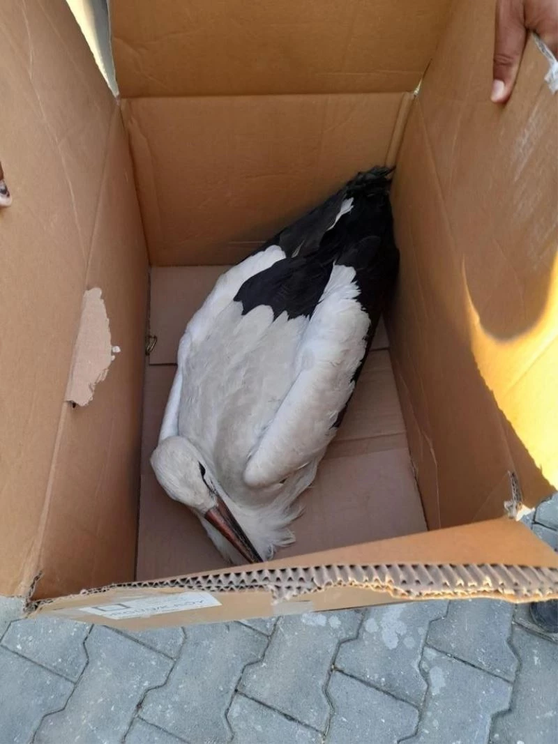 Yaralı leyleğe yardım eli
