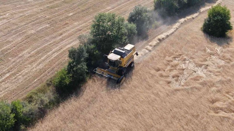 Buğdayın atası ‘siyez’de hasat başladı
