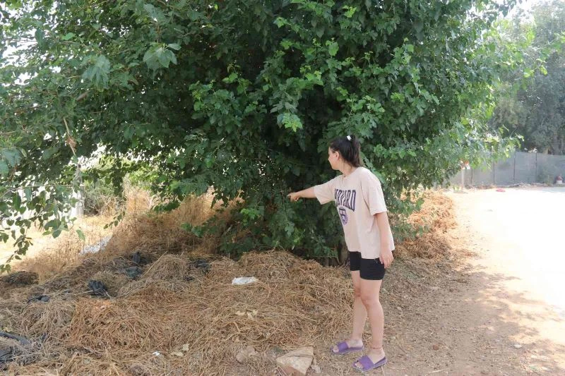 Antalya’da vicdanları sızlatan olay: Ağaç altında bebek bulundu
