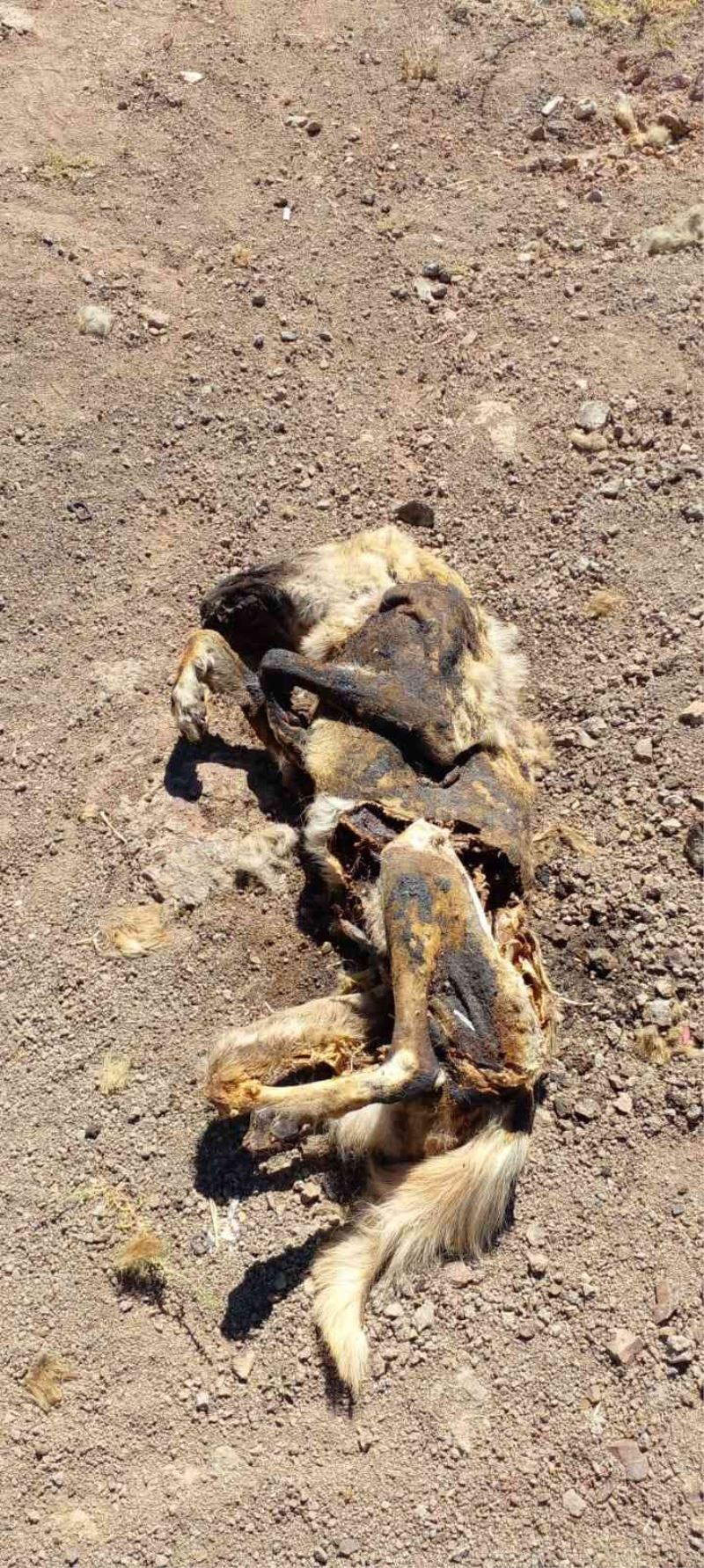 Elazığ’da vahşet: Köpeği yakıp cansız bedenini tarlaya attılar

