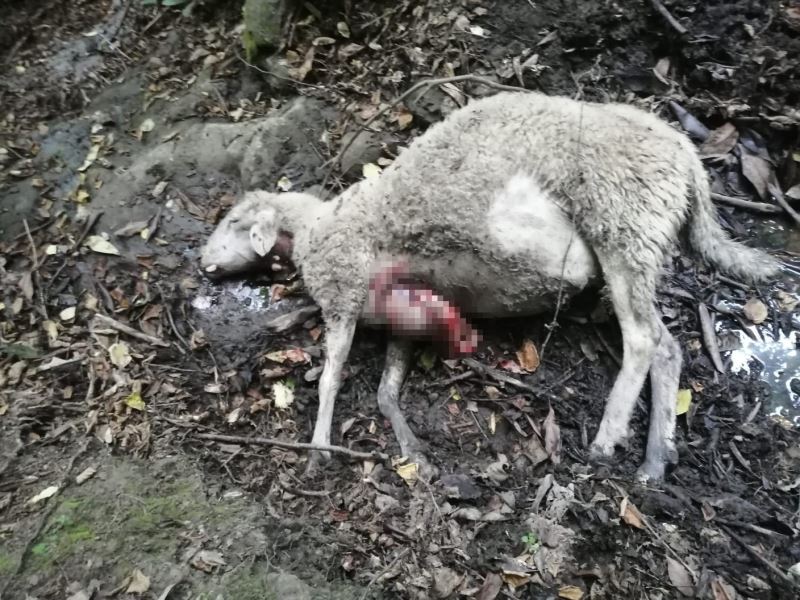 Kurtlar sürüye saldırdı, 9 koyun telef oldu
