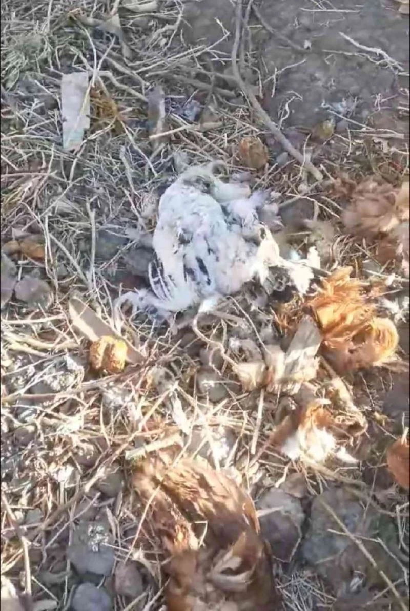 Elazığ’da  köpekler kümese girdi, 35 tavuğu telef etti
