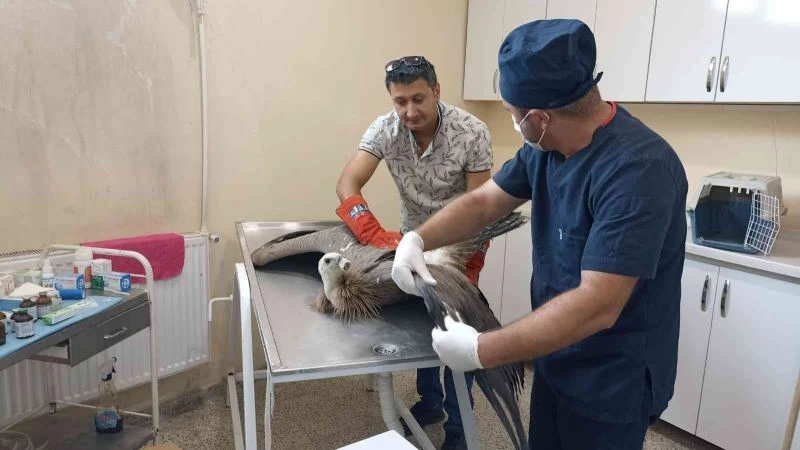 Yaralı akbaba tedavi altına alındı
