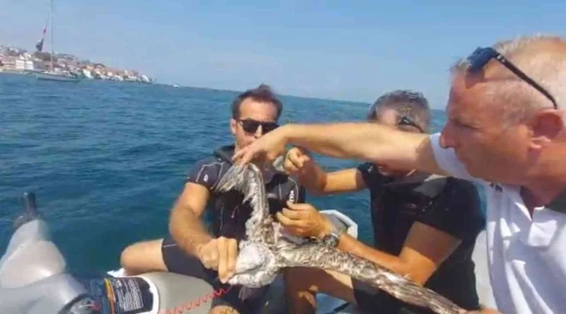 Bursa’da martı kurtarma operasyonu
