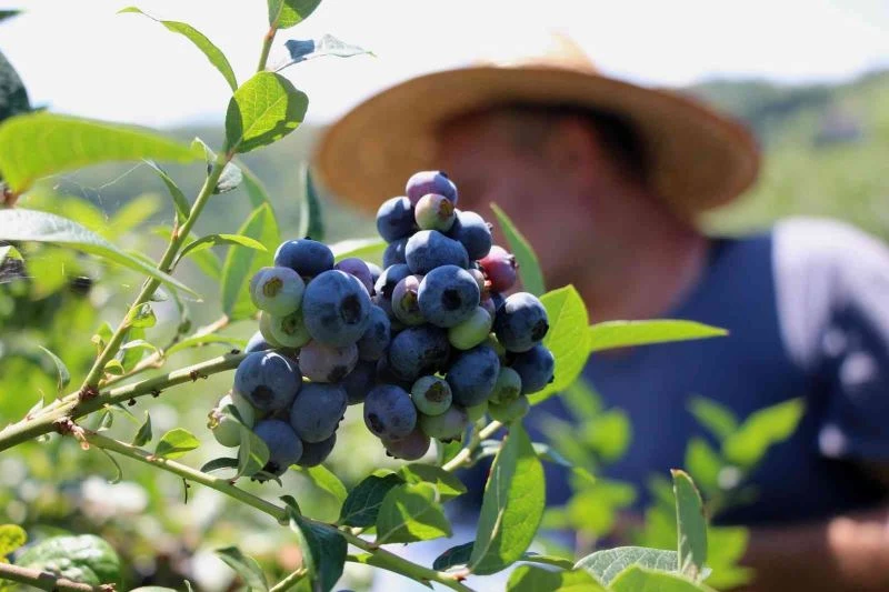 Çay bahçesine mavi yemiş dikti, yılda 300 bin TL kazanıyor
