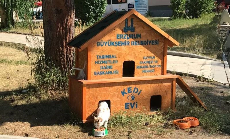 Büyükşehir il genelinde 68 noktaya kedi evi kurdu
